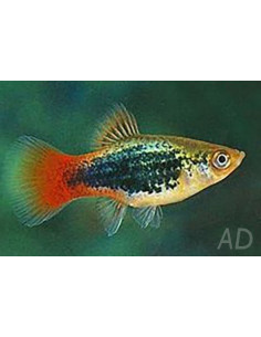 Platy Pearl Blue (Xiphophorus maculatus) 1,7-2,2cm
