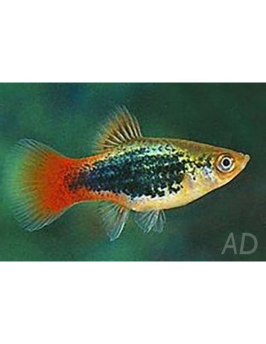 Platy Pearl Blue (Xiphophorus maculatus) 1,7-2,2cm
