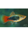 Platy Pearl Blue (Xiphophorus maculatus) 1,7-2,2cm