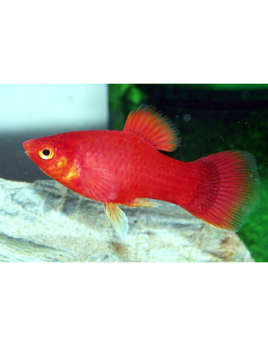 Platy Red (Xiphophorus maculatus) 2,5-3cm