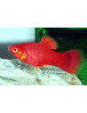 Platy Red (Xiphophorus maculatus) 2,5-3cm