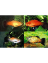 Platy Mix (Xiphophorus maculatus) 3-3,5cm