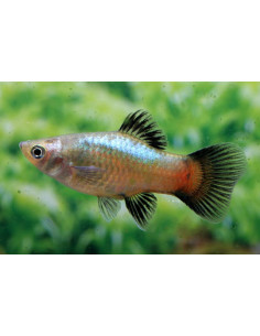 Platy Wagtail Blue (Xiphophorus maculatus) 2,5-3cm