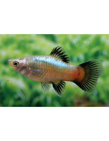 Platy Wagtail Blue (Xiphophorus maculatus) 2,5-3cm