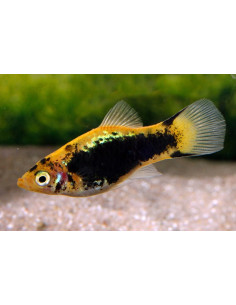 Platy Tuxedo Yellow Comet (Xiphophorus maculatus) 2,5-3cm
