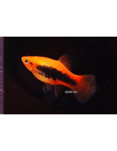 Platy Sunset Tuxedo (Xiphophorus maculatus) 2,5-3cm