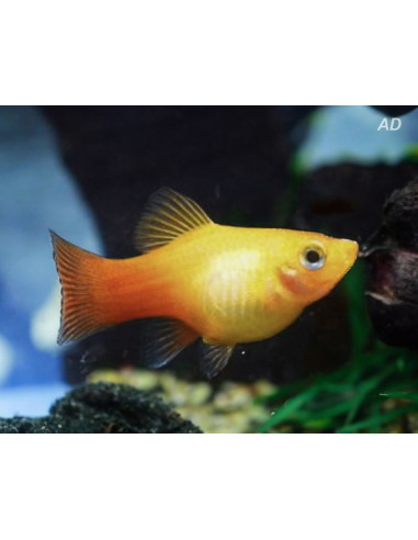 Platy Gold (Xiphophorus maculatus) 2,5-3cm