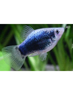 Platy Redtail Crystal (Xiphophorus maculatus) 2,5-3cm