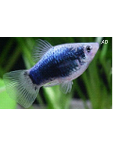 Platy Redtail Crystal (Xiphophorus maculatus) 2,5-3cm