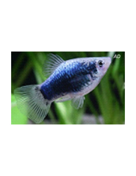 Platy Redtail Crystal 2,5-3cm