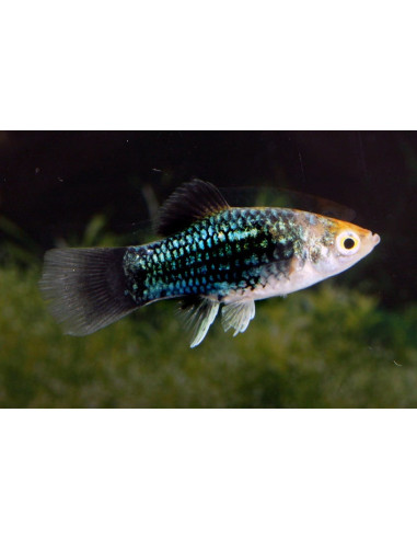 Platy Coral Black (Xiphophorus maculatus) 1,7-2,2cm