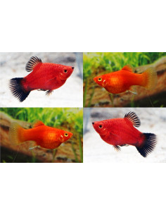 Platy Coral Mix (Xiphophorus maculatus) 2,5-3cm