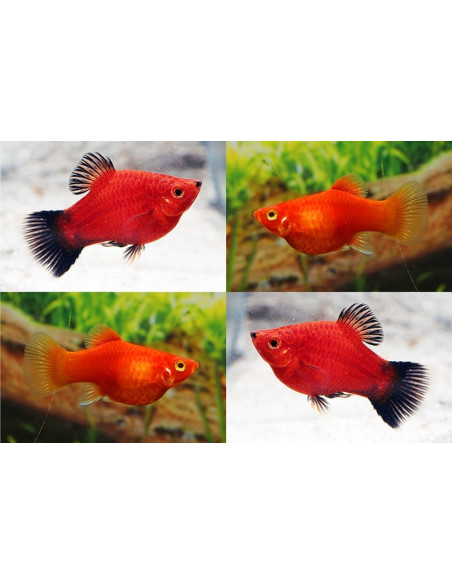 Platy Coral Mix 2,5-3cm