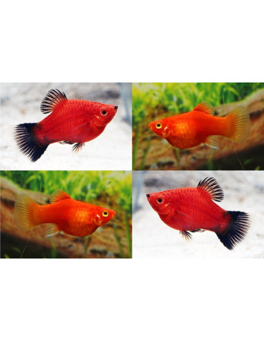Platy Coral Mix (Xiphophorus maculatus) 1,7-2,2cm