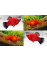 Platy Coral Mix (Xiphophorus maculatus) 1,7-2,2cm