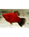 Platy Coral Red Wagtail (Xiphophorus maculatus) 1,7-2,2cm