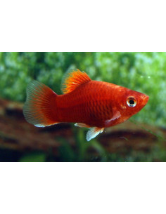 Platy Coral Dark Red (Xiphophorus maculatus) 1,7-2,2cm