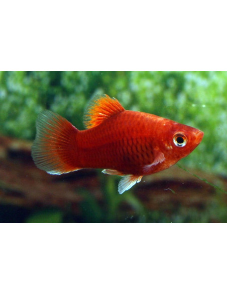 Platy Coral Dark Red 1,7-2,2cm