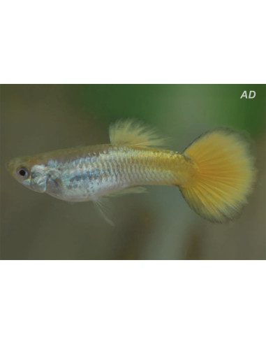 Poecilia Reticulatus German Geel (M) 3,5-4cm