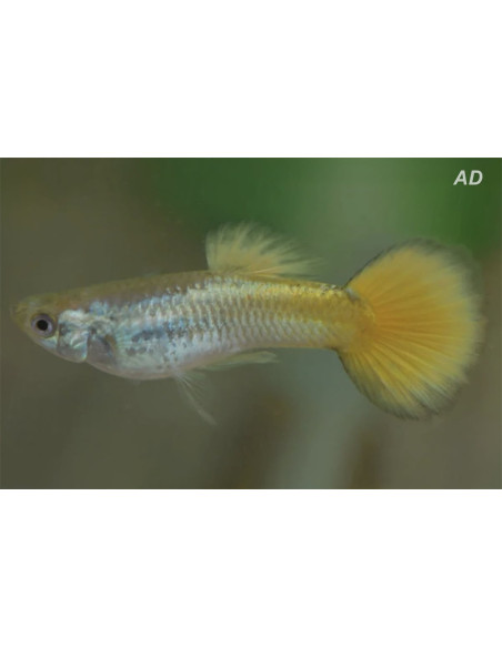 Poecilia Reticulatus German Geel (M) 3,5-4cm