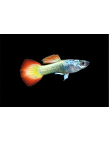 Poecilia Reticulatus Flame (M) 3,5-4cm