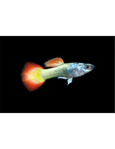 Poecilia Reticulatus Flame (M) 3,5-4cm