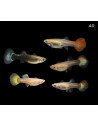 Poecilia Reticulatus Mix (F) 3,5-4cm