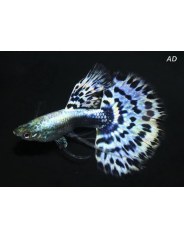 Poecilia Reticulatus Blue Cobra (M) 3,5-4cm