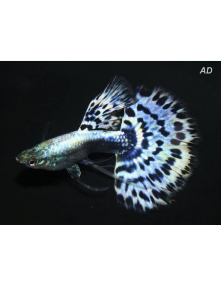 Poecilia Reticulatus Blue Cobra (M) 3,5-4cm