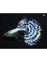 Poecilia Reticulatus Blue Cobra (M) 3,5-4cm