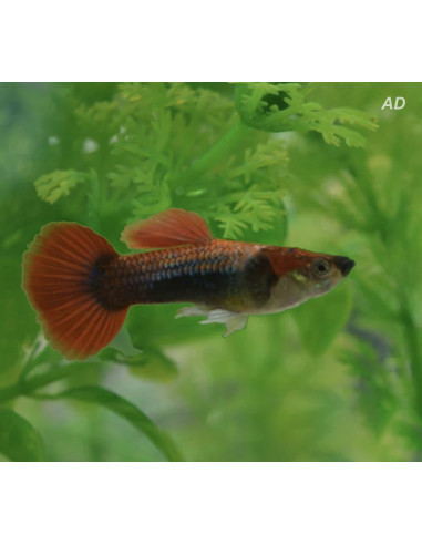 Poecilia Reticulatus Half Black Red Delta Neon (M) 3,5-4cm