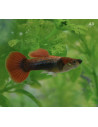 Poecilia Reticulatus Half Black Red Delta Neon (M) 3,5-4cm