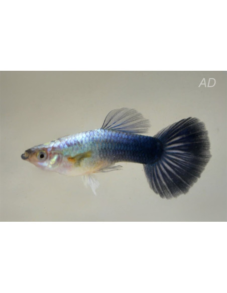 Poecilia Reticulatus Metallic Blue Neon (M) 3,5-4cm