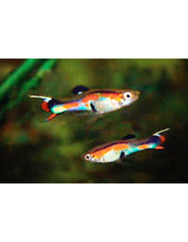 Poecilia Wingei Neon (M) 2-2,5 Cm