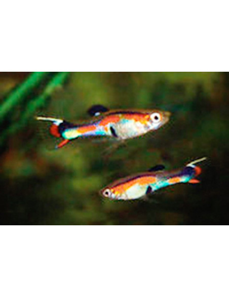 Poecilia Wingei Neon (M) 2-2,5 Cm