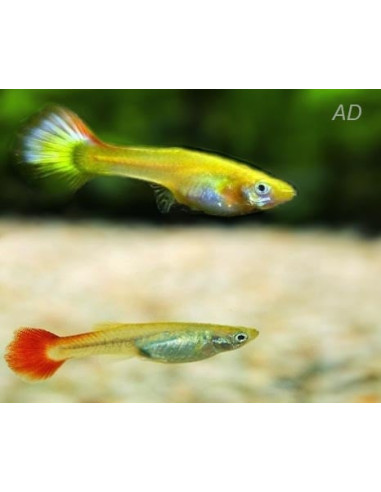 Poecilia Reticulatus Superb (F) 3,5-4cm