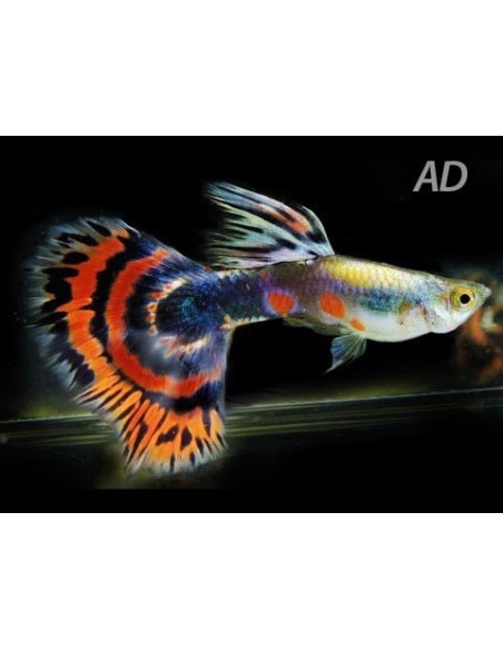 Poecilia Reticulatus Tricolor (M) 3,5-4cm