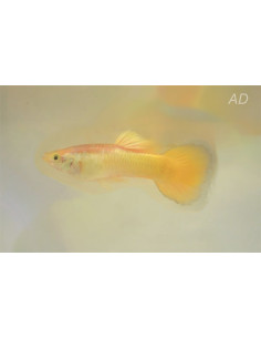 Guppy Lemon mâle (Poecilia reticulata Lemon) 3,5-4cm