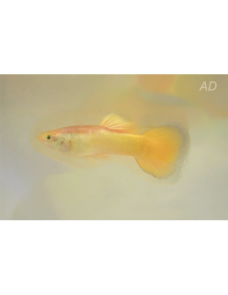 Poecilia Reticulatus Lemon (M) 3,5-4cm