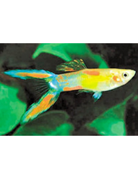Poecilia Reticulatus Lyretail (M) 3-3,5cm