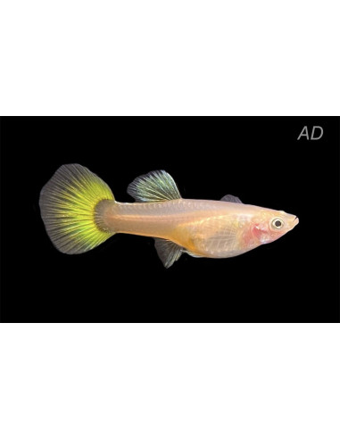 Poecilia Reticulatus Lemon (F) 3,5-4cm