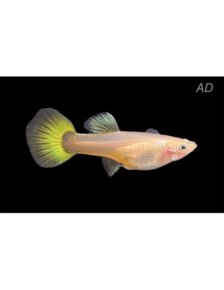 Poecilia Reticulatus Lemon (F) 3,5-4cm