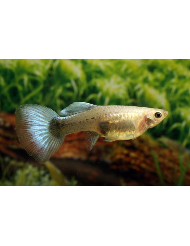 Poecilia Reticulatus Metallic Blue Neon  (F) 3,5-4cm