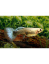 Poecilia Reticulatus Metallic Blue Neon  (F) 3,5-4cm
