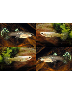 Poecilia Reticulatus Snake Skin Mix (F) 3,5-4cm