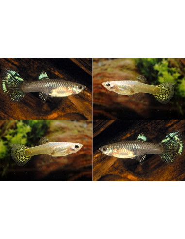 Guppy Snake Skin Mix femelle (Poecilia reticulata Snake Skin Mix) 3,5-4cm