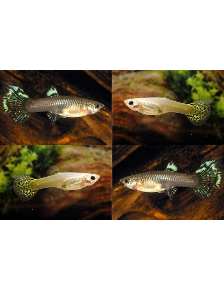 Guppy Snake Skin Mix femelle (Poecilia reticulata Snake Skin Mix) 3,5-4cm
