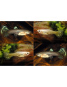 Poecilia Reticulatus Snake Skin Mix (F) 3,5-4cm