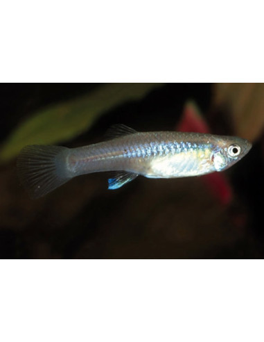 Poecilia Wingei (F) 3-3,5cm