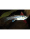 Poecilia Wingei (F) 3-3,5cm